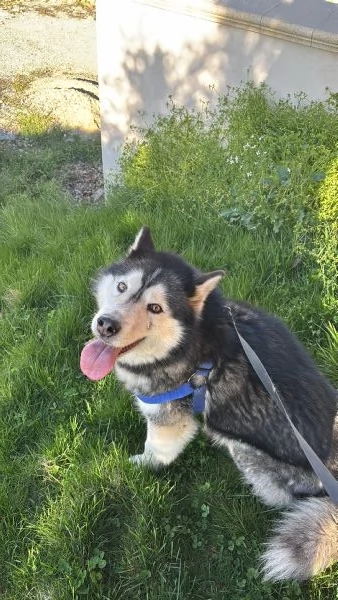 Dograve in regalo cane Husky femmina ormai adulta per info contattami