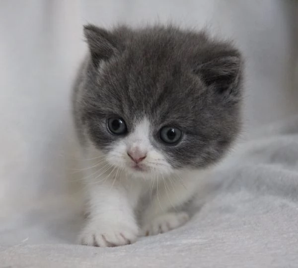 Due cucciole british shorthair