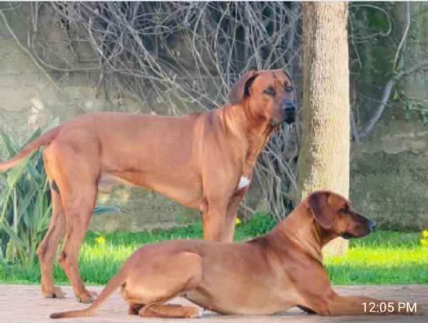 Cuccioli di Rhodesian ridgback 