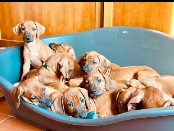 Cuccioli di Rhodesian ridgback  | Foto 2