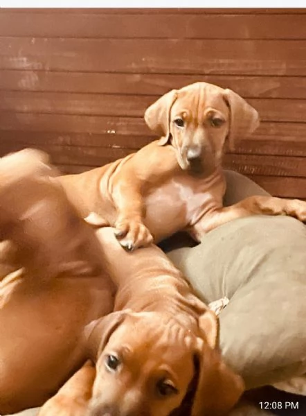 Cuccioli di Rhodesian ridgback  | Foto 1