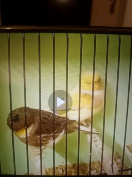 Canarini gloster in vendita 