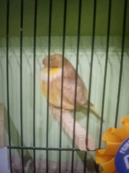 Canarini gloster in vendita  | Foto 1