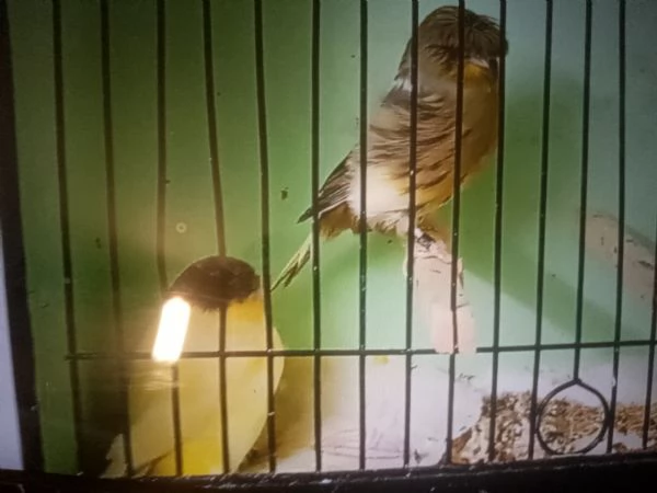 Canarini gloster in vendita  | Foto 0