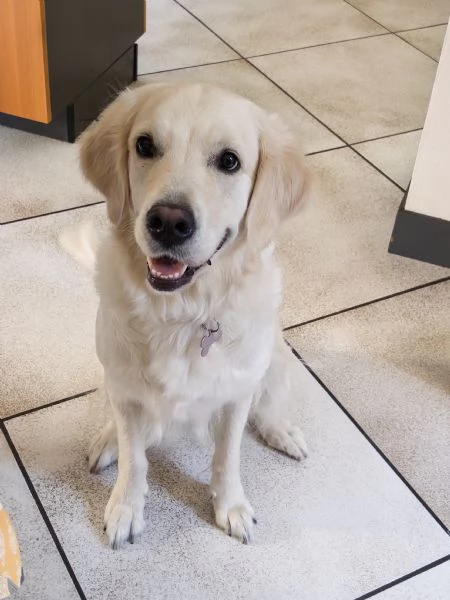 Cuccioli Golden Retriever linea inglese