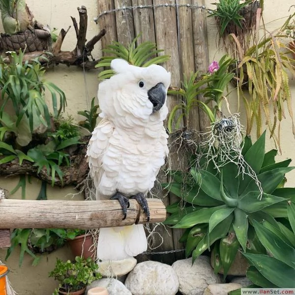 Cacatua Ombrello in Adozione