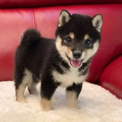 ACQUISTA CUCCIOLI DI SHIBA INU MASCHI E FEMMINE  | Foto 1