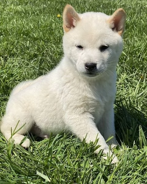 ACQUISTA CUCCIOLI DI SHIBA INU MASCHI E FEMMINE 