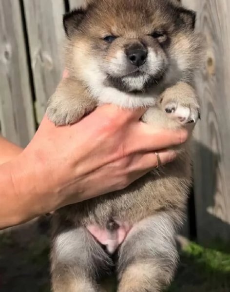 ACQUISTA CUCCIOLI DI SHIBA INU MASCHI E FEMMINE 