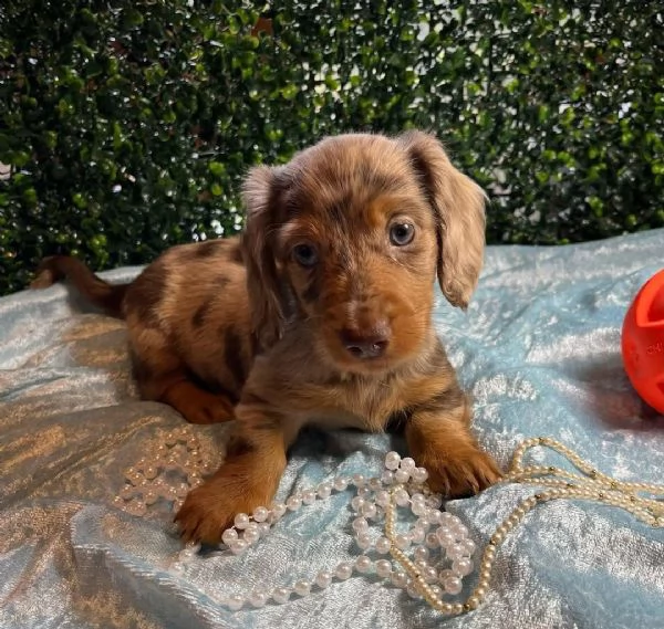 Bassotti nani pomellati a pelo lungo in adozione