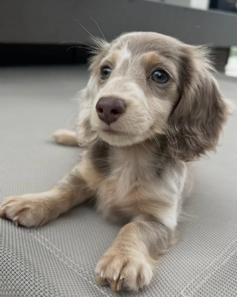 Bassotti nani pomellati a pelo lungo in adozione | Foto 0