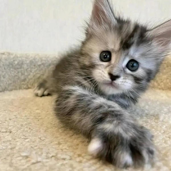 Maine Coon cuccioli