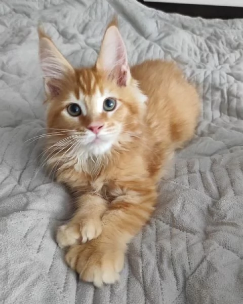 Maine Coon cuccioli  | Foto 0