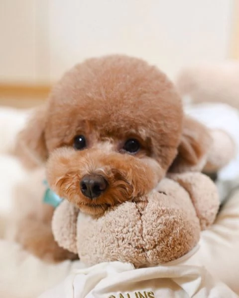 Cuccioli di barboncino