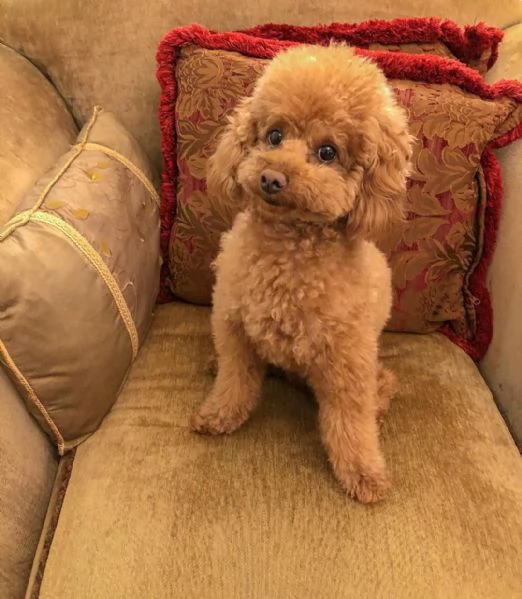 Cuccioli di barboncino | Foto 0