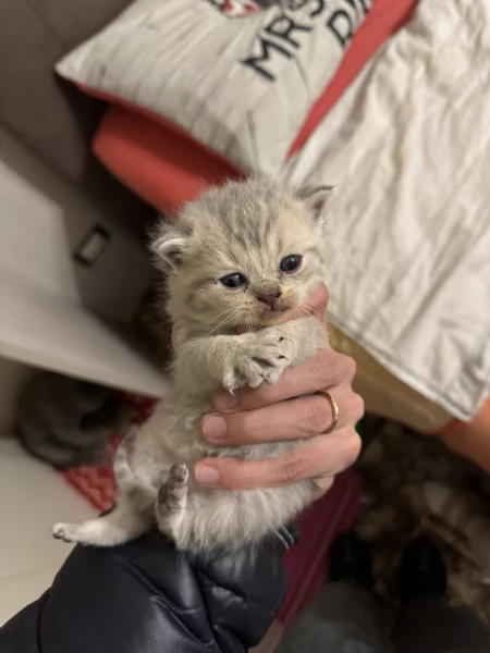 cuccioli di SCOTTISH FOLD | Foto 1