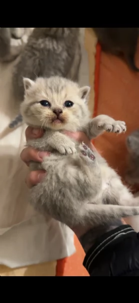 cuccioli di SCOTTISH FOLD