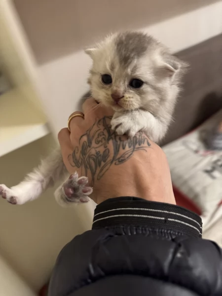 cuccioli di SCOTTISH FOLD | Foto 0