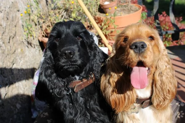 Cocker Spaniel Inglese