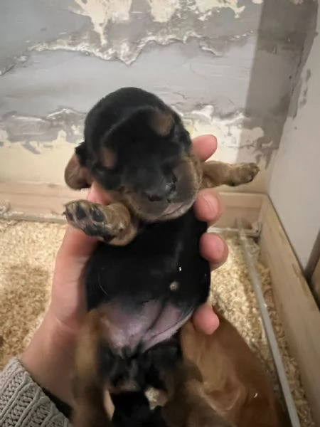 Cocker Spaniel Inglese | Foto 6