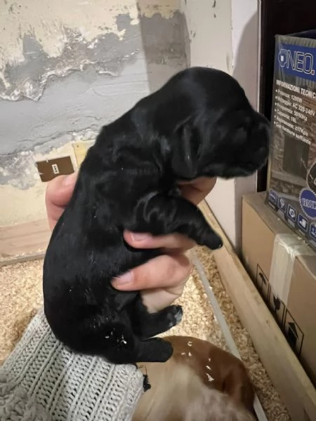 Cocker Spaniel Inglese | Foto 5