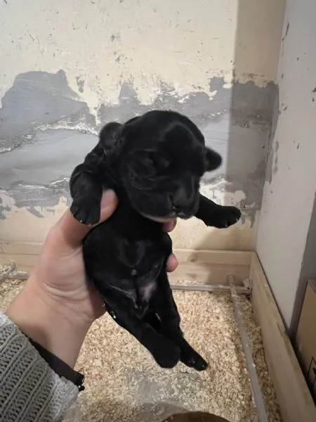 Cocker Spaniel Inglese | Foto 0