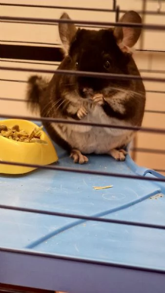 Vendo cincillagrave blek Pearl 6 messi | Foto 3