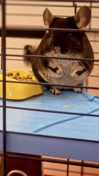 Vendo cincillagrave blek Pearl 6 messi