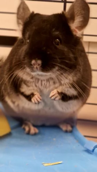 Vendo cincillagrave blek Pearl 6 messi | Foto 2