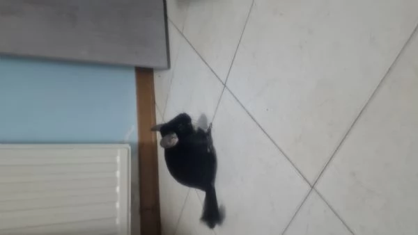 Vendo cincillagrave blek Pearl 6 messi | Foto 1