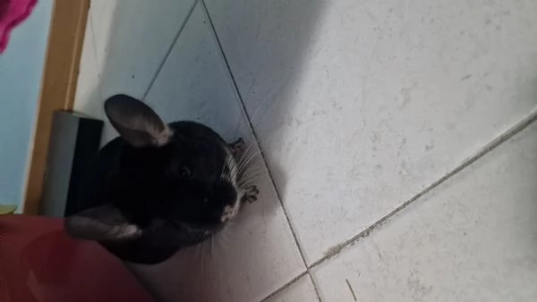 Vendo cincillagrave blek Pearl 6 messi | Foto 0