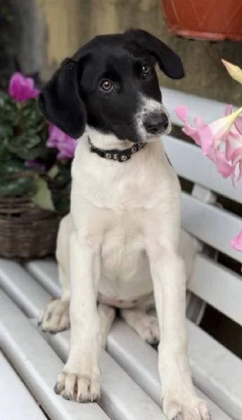 Cuccioli meticci cercano casa