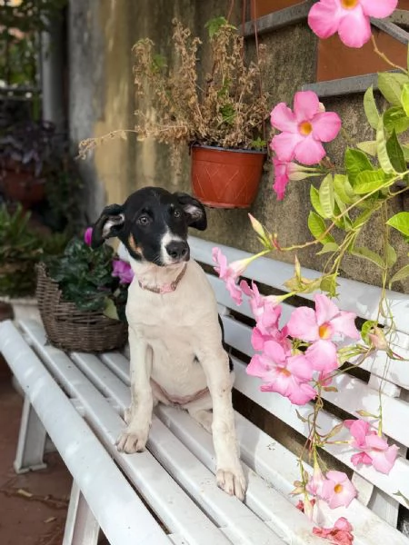 Cuccioli meticci cercano casa | Foto 3