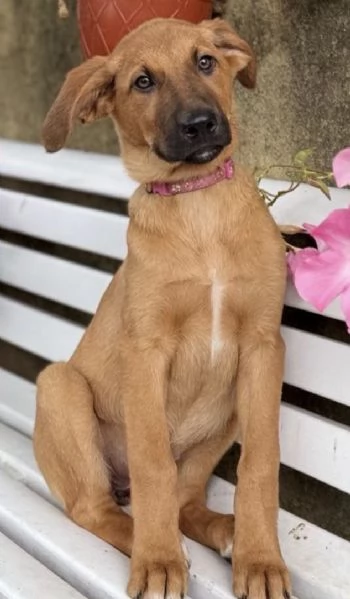 Cuccioli meticci cercano casa | Foto 2