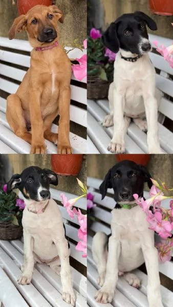 Cuccioli meticci cercano casa | Foto 0