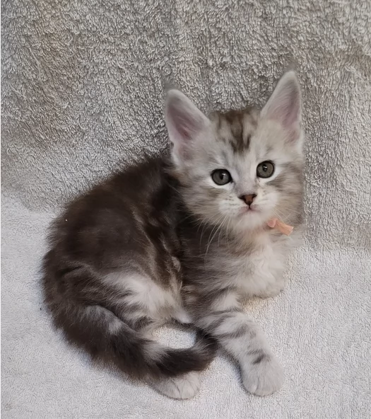 Puri gattini di Maine | Foto 0