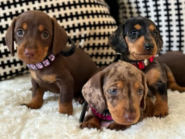 Cuccioli di bassotto disponibili per ladozione