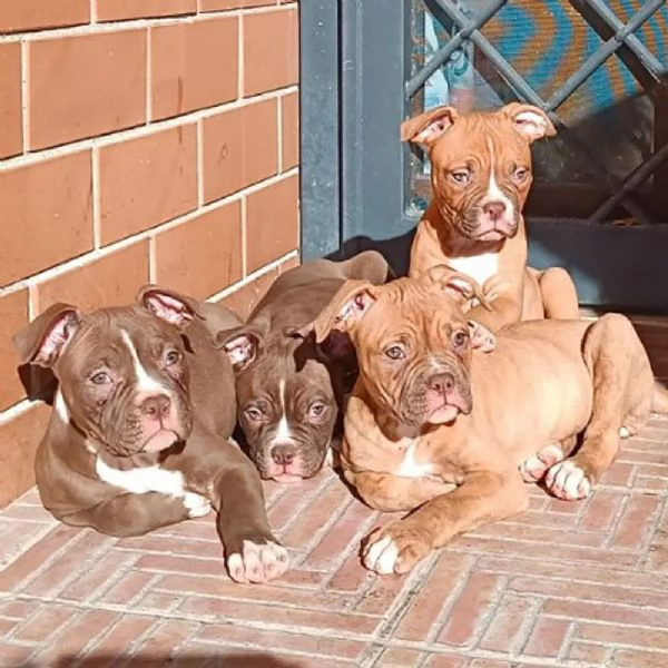 Vendesi cuccioli di Bulldog Americano | Foto 3
