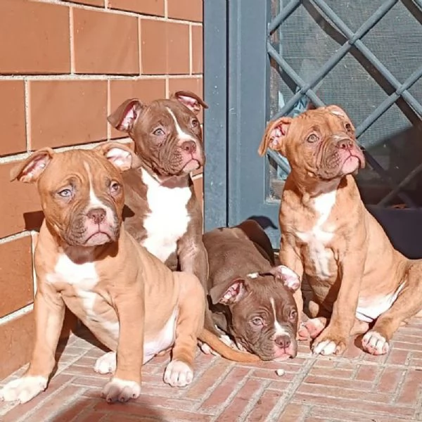 Vendesi cuccioli di Bulldog Americano
