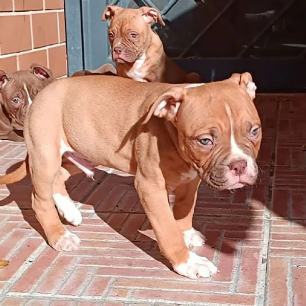 Vendesi cuccioli di Bulldog Americano | Foto 1