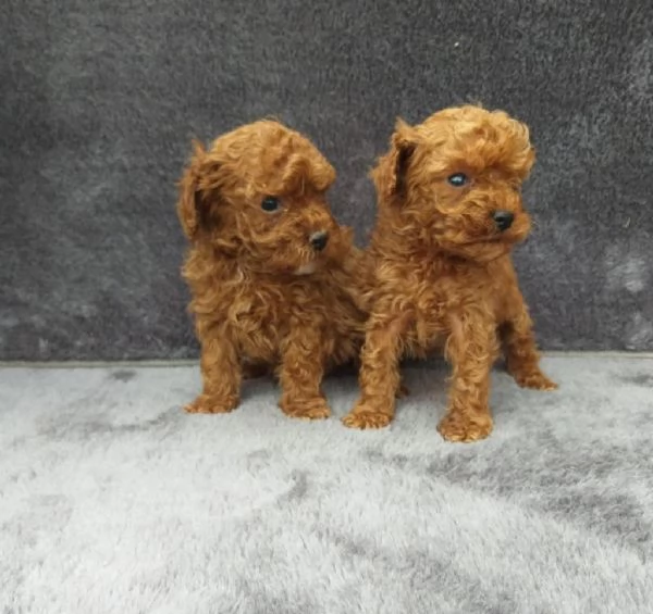 Regaliamo i nostri cuccioli di Barboncino maschio e femmina | Foto 2