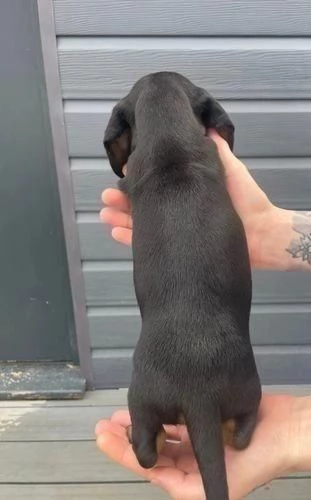 Regaliamo i nostri cuccioli di Bassotto maschio e femmina | Foto 2