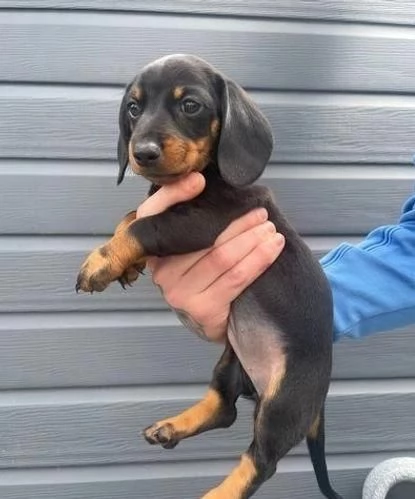 Regaliamo i nostri cuccioli di Bassotto maschio e femmina