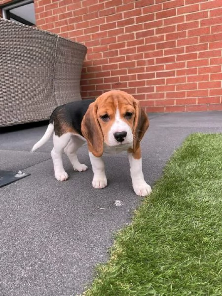 Regaliamo i nostri cuccioli di Beagle maschio e femmina | Foto 1