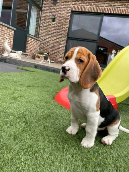 Regaliamo i nostri cuccioli di Beagle maschio e femmina | Foto 0