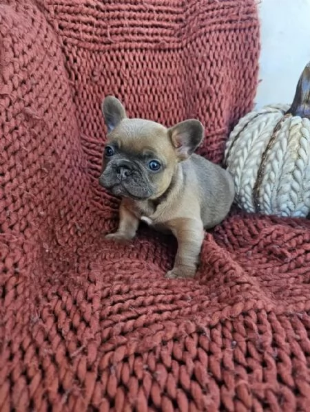 Regaliamo i nostri cuccioli di bulldog francese maschio e femmina | Foto 1