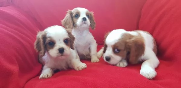 Regaliamo i nostri cuccioli di Cavalier King maschio e femmina | Foto 1