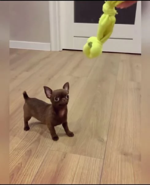 Regaliamo i nostri cuccioli di Chihuahua maschio e femmina | Foto 2