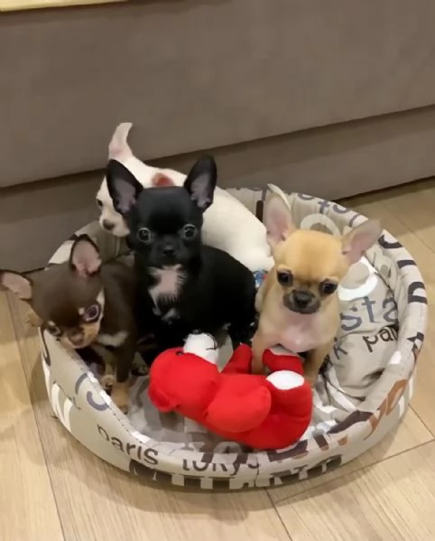Regaliamo i nostri cuccioli di Chihuahua maschio e femmina