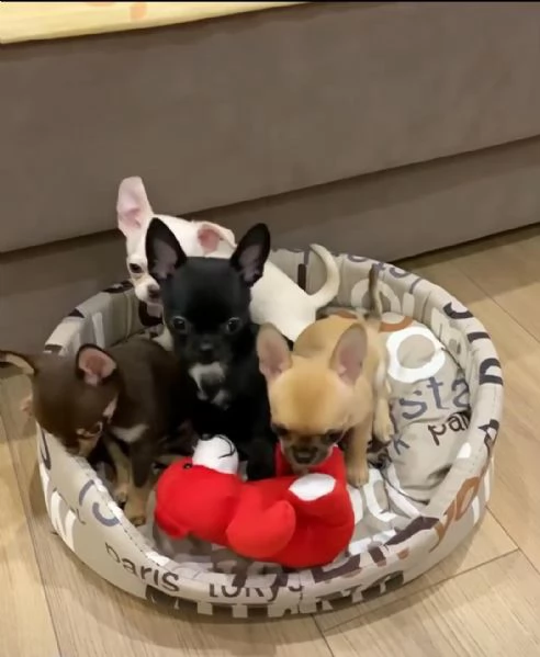 Regaliamo i nostri cuccioli di Chihuahua maschio e femmina | Foto 1
